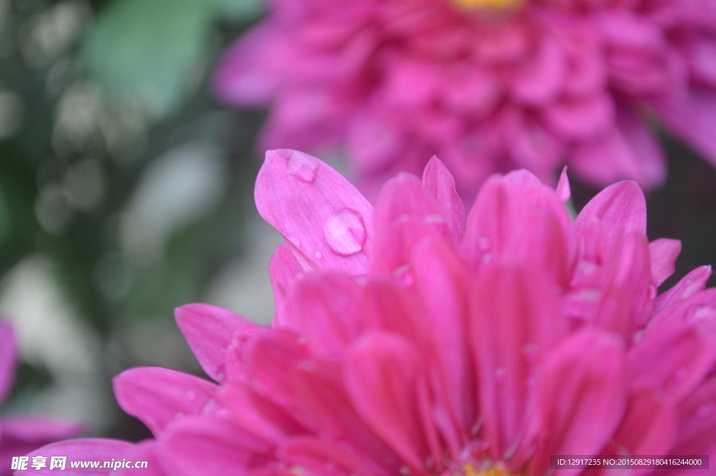 露水菊花花瓣