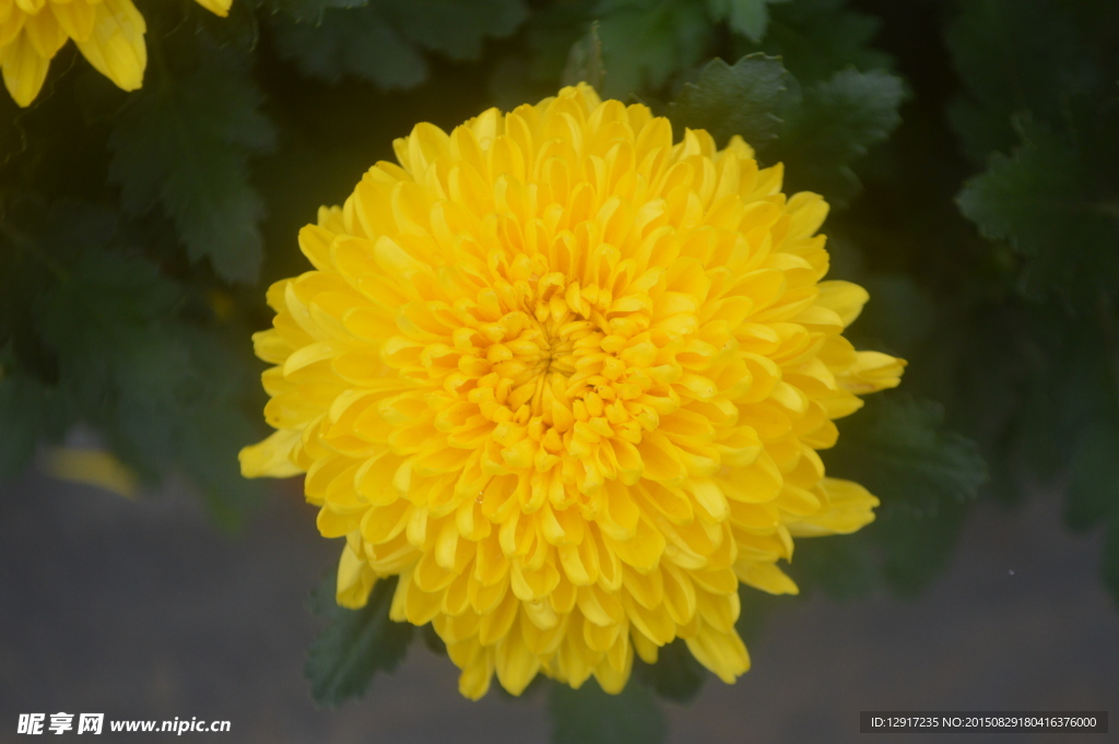 菊花