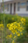 油菜花