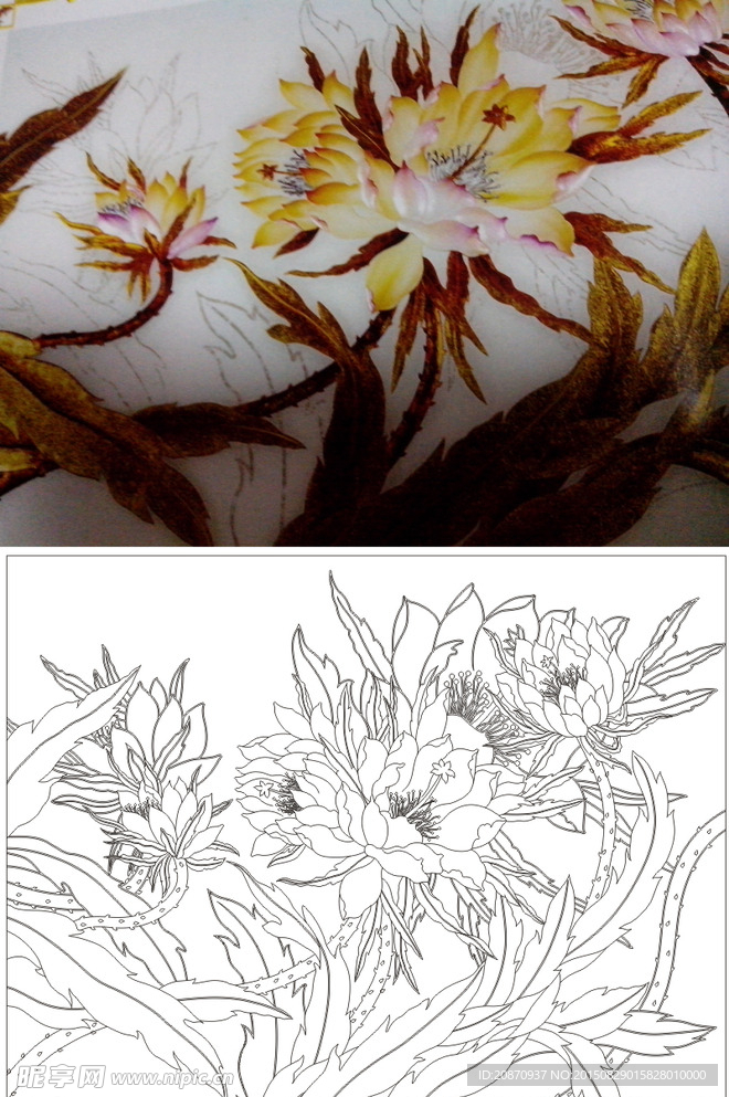 荷花