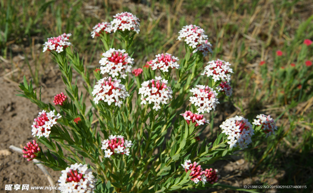 狼毒花 火柴花