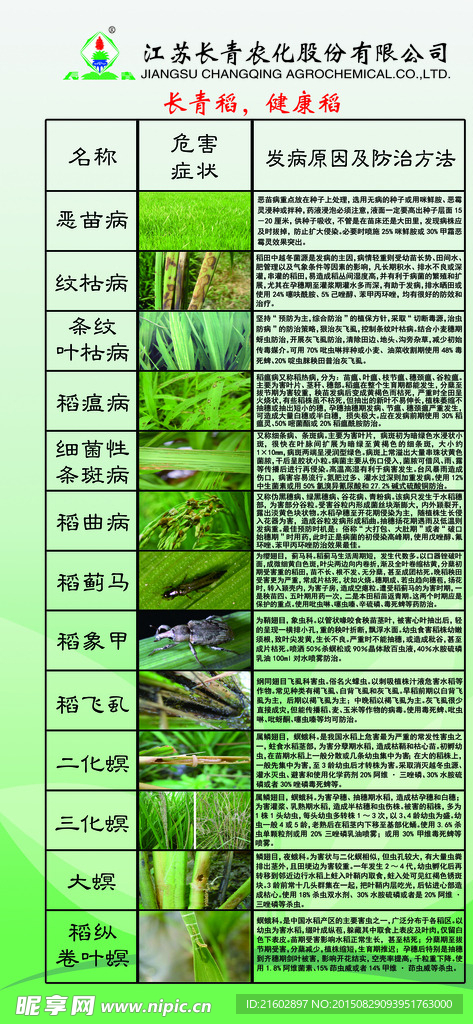 长青稻 健康稻