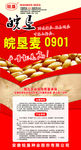小麦宣传展架