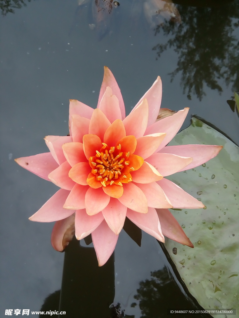 睡莲花