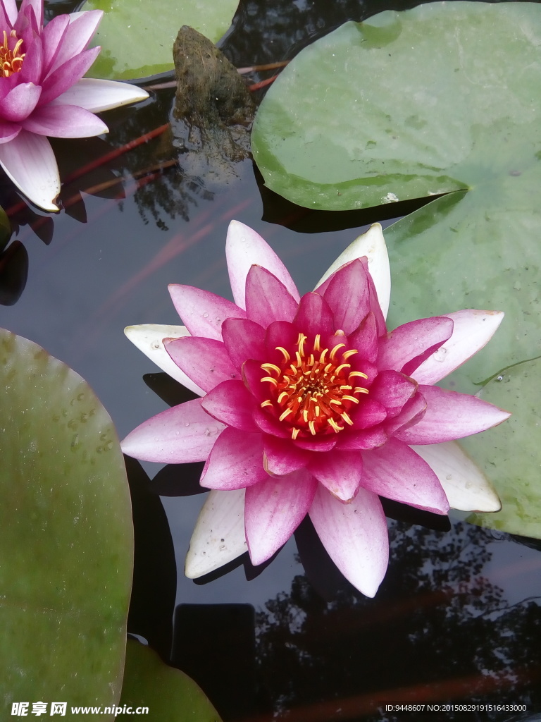 睡莲花