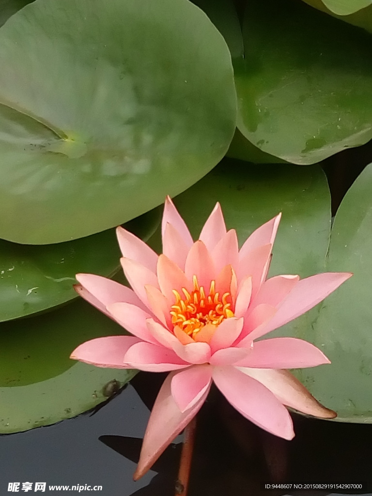 睡莲花