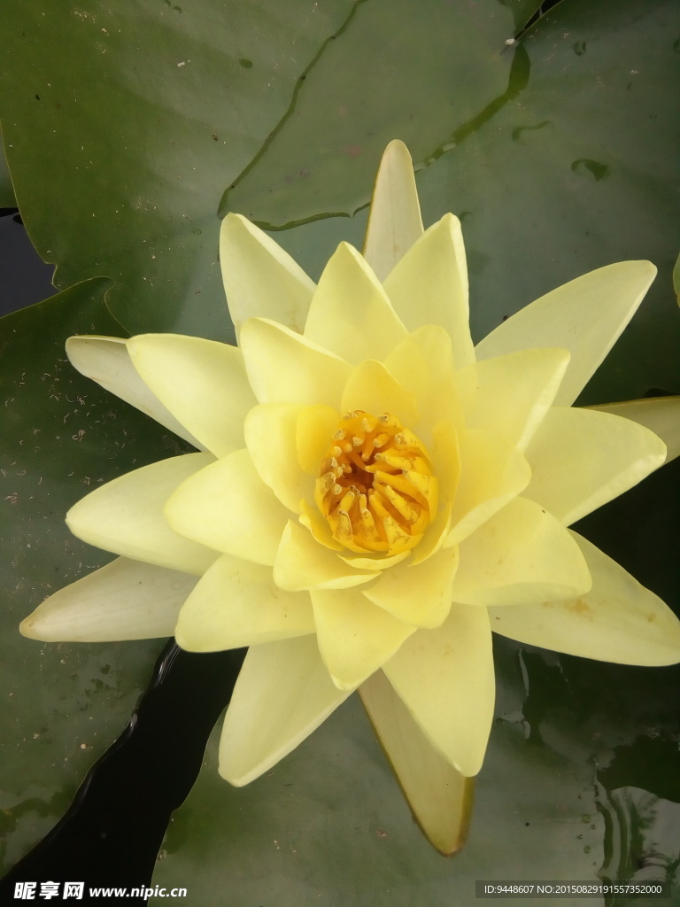 睡莲花