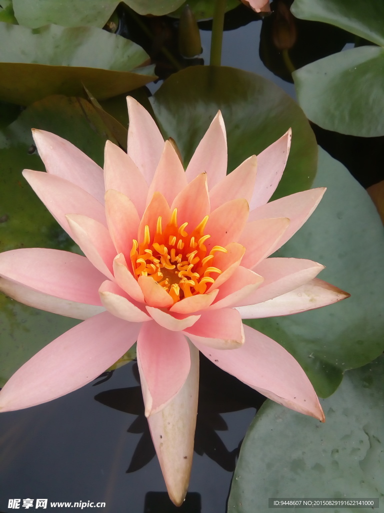 睡莲花