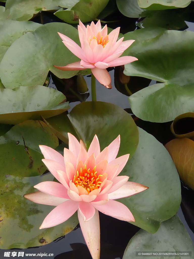 睡莲花