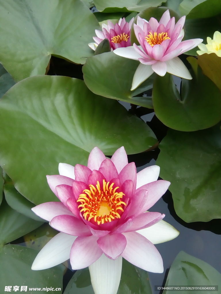 睡莲花