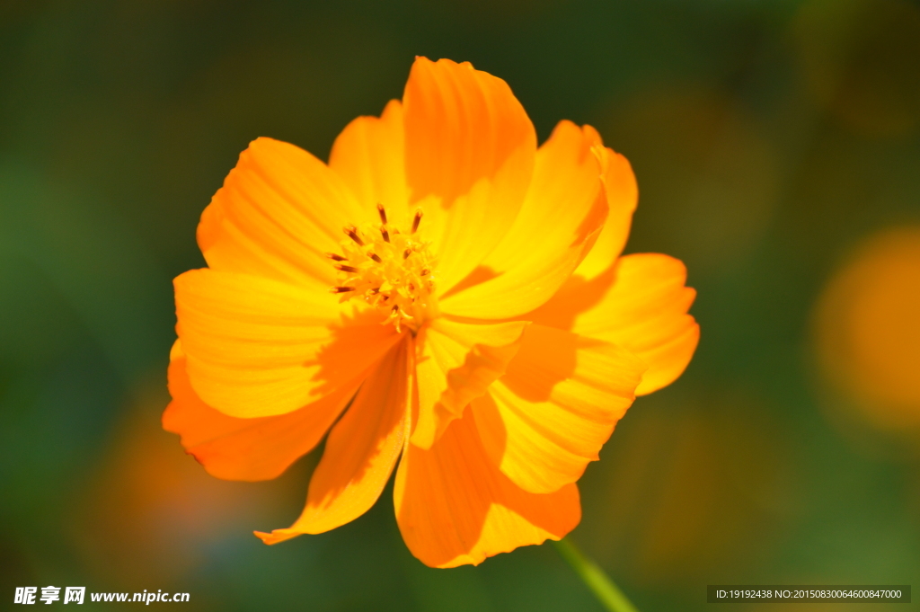 硫华菊