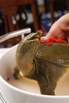浓汤甲鱼
