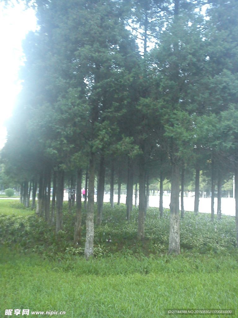 松树