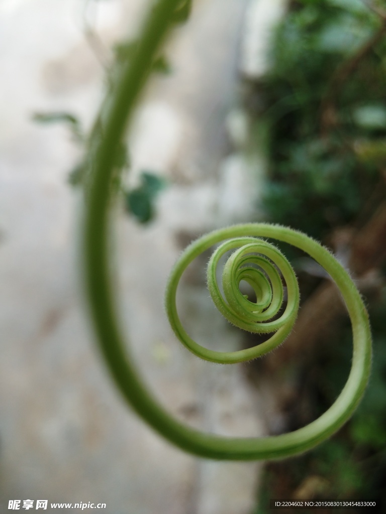 植物藤蔓