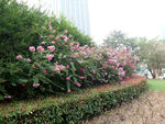 公园   花卉