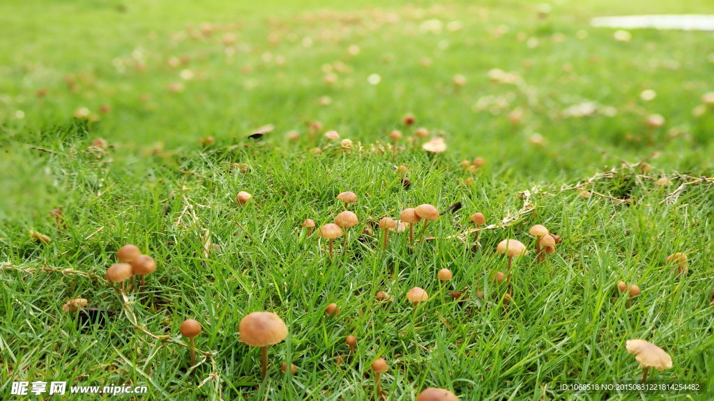 草坪蘑菇