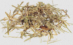 丝状草药素材