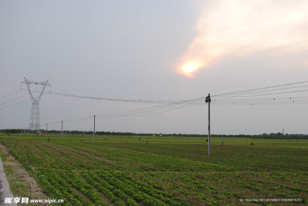 田野