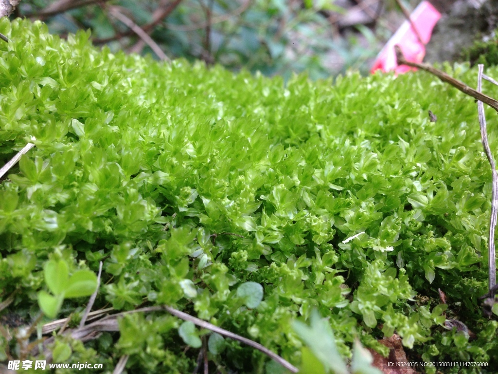 苔藓小草