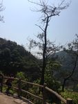 枯松树