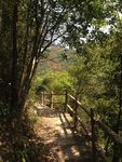 林间小道