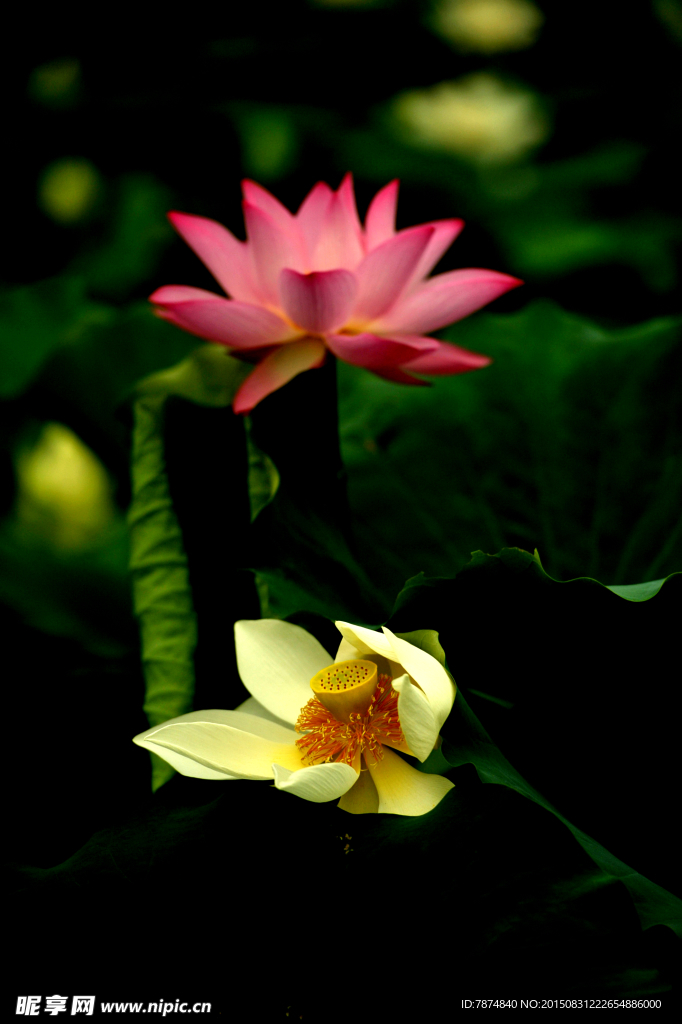 荷花