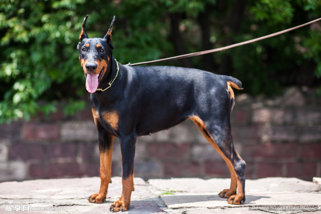 黑色杜宾犬图片