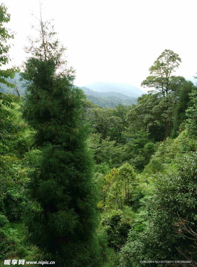 青城后山风景