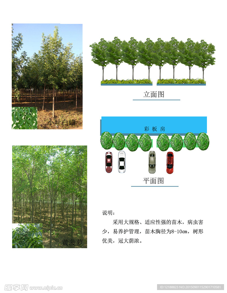 庭院绿化
