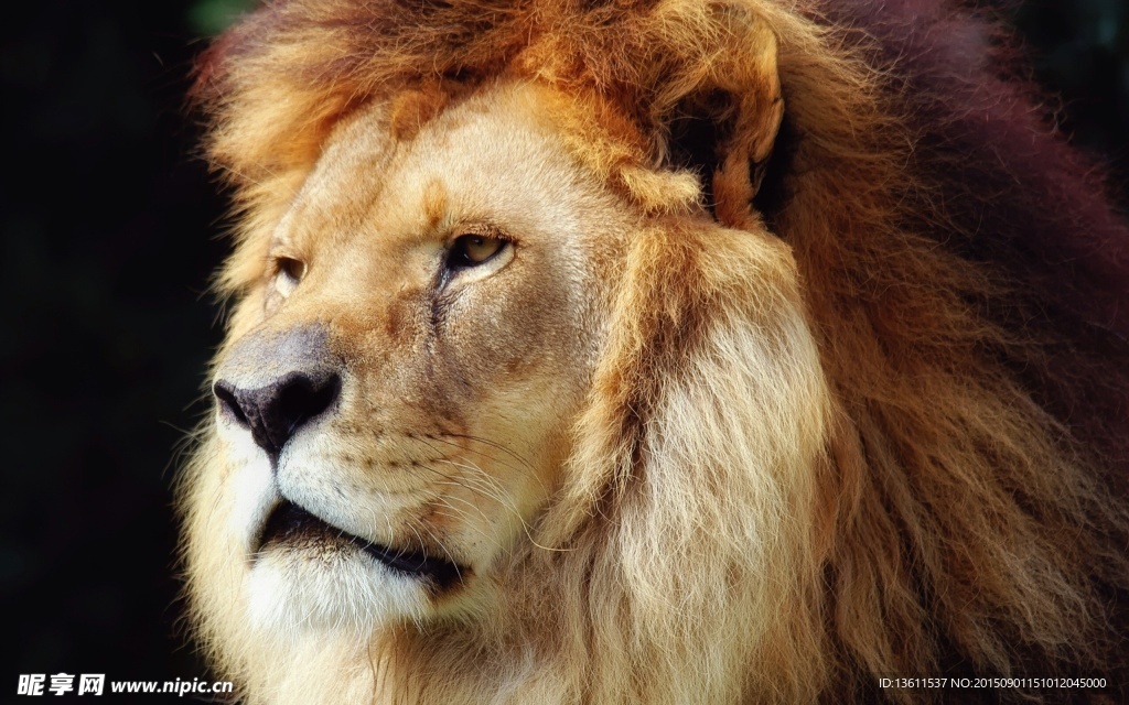 狮子  丛林之王