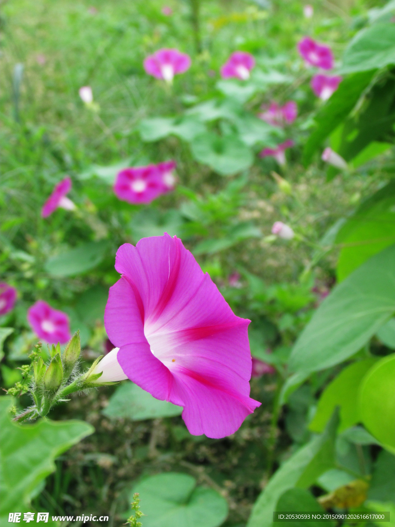 紫色牵牛花