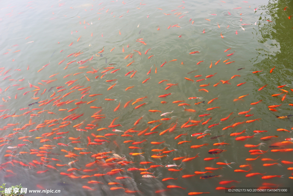 观赏鱼 红鲤鱼群