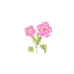 手绘花