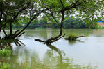 水中河柳树