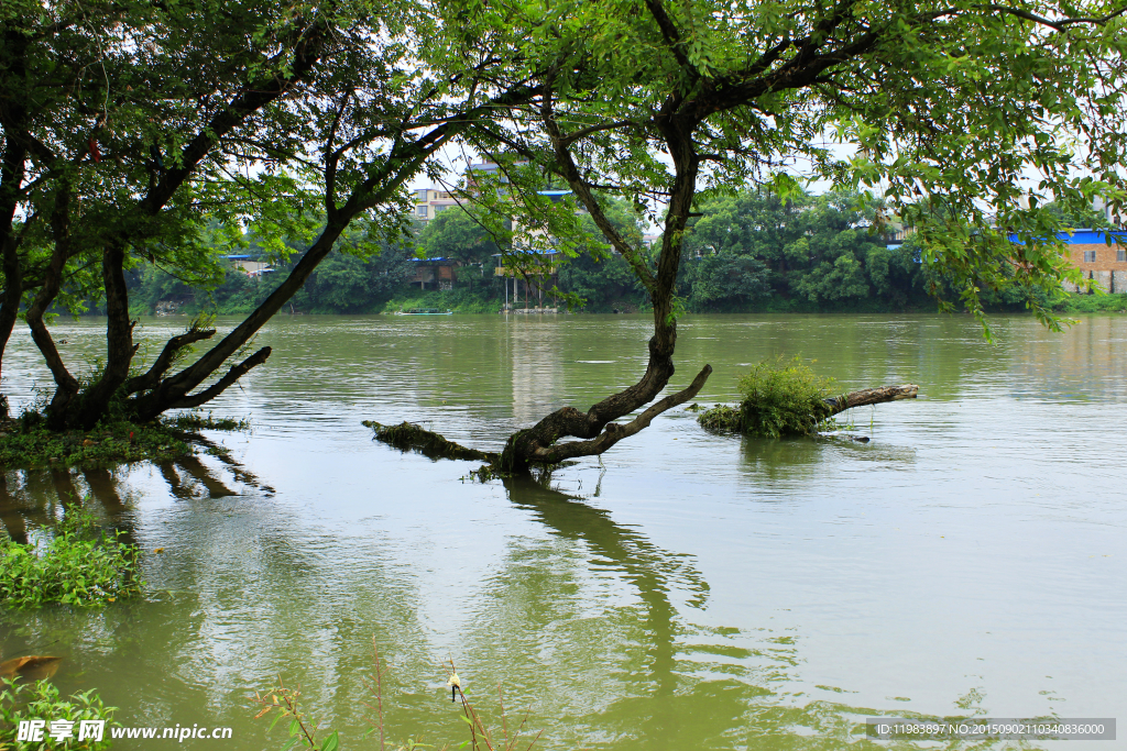 水中河柳树