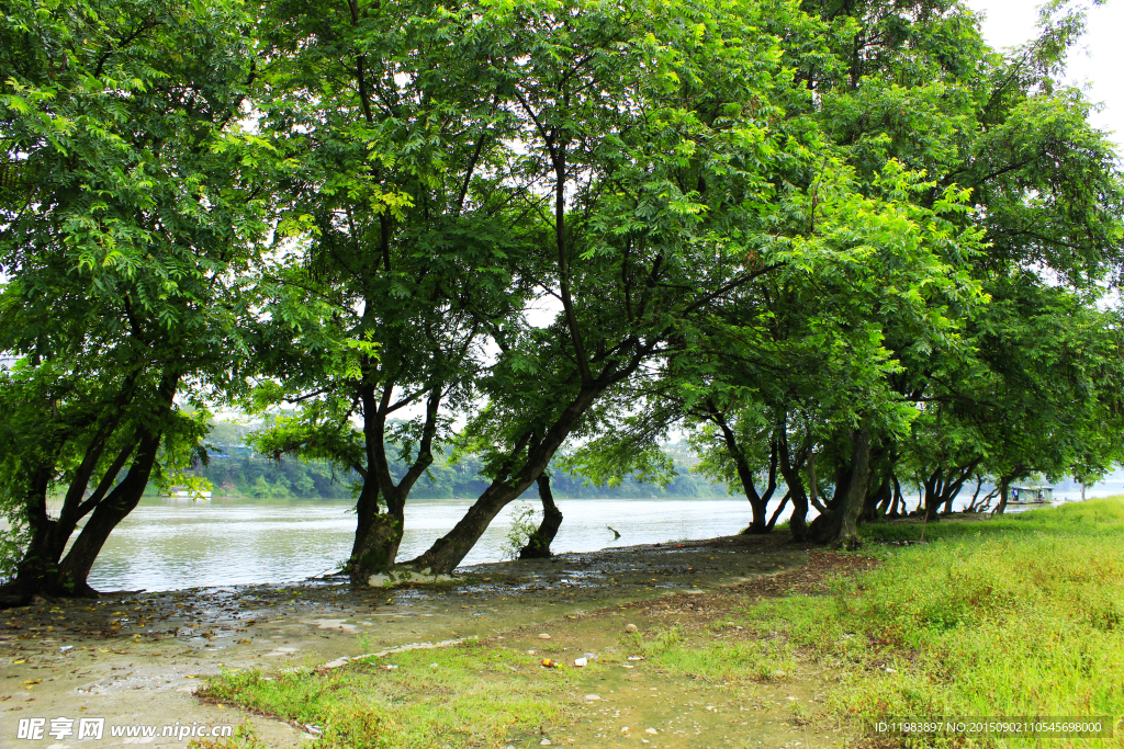 江边河柳树林