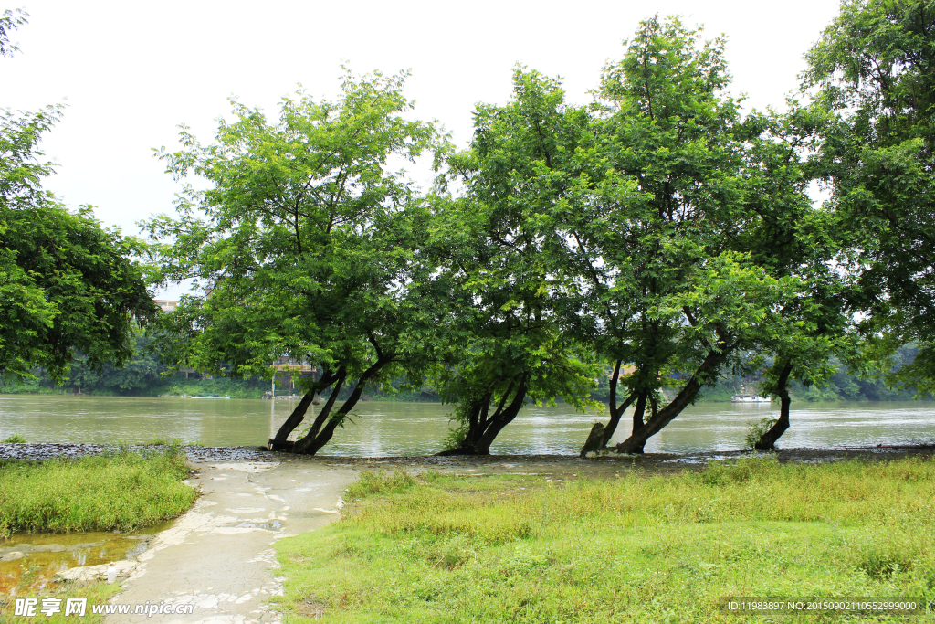 漓江边河柳