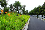 道路美人蕉