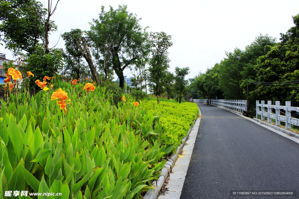 道路美人蕉