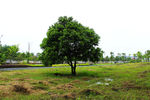 小树