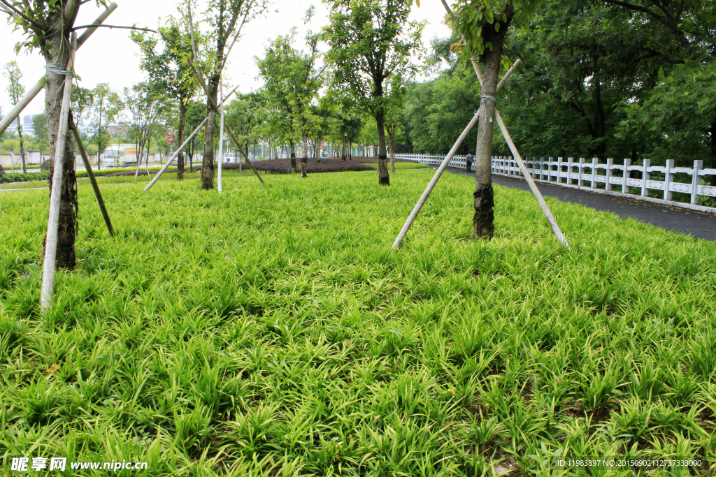 绿化带植物