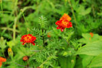 野生臭菊花