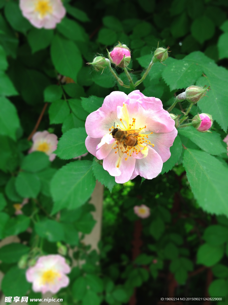 蔷薇花