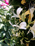 金银花