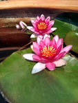 莲花