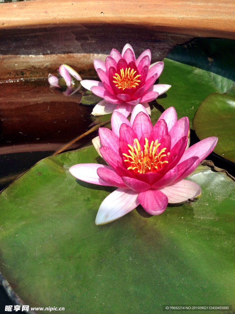 莲花
