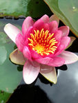 莲花