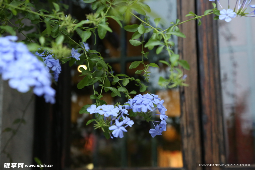 小花
