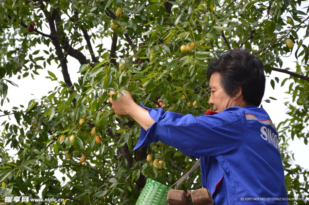 农家采枣子