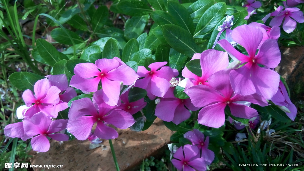花